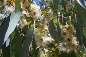 Huile essentielle d’eucalyptus globulus