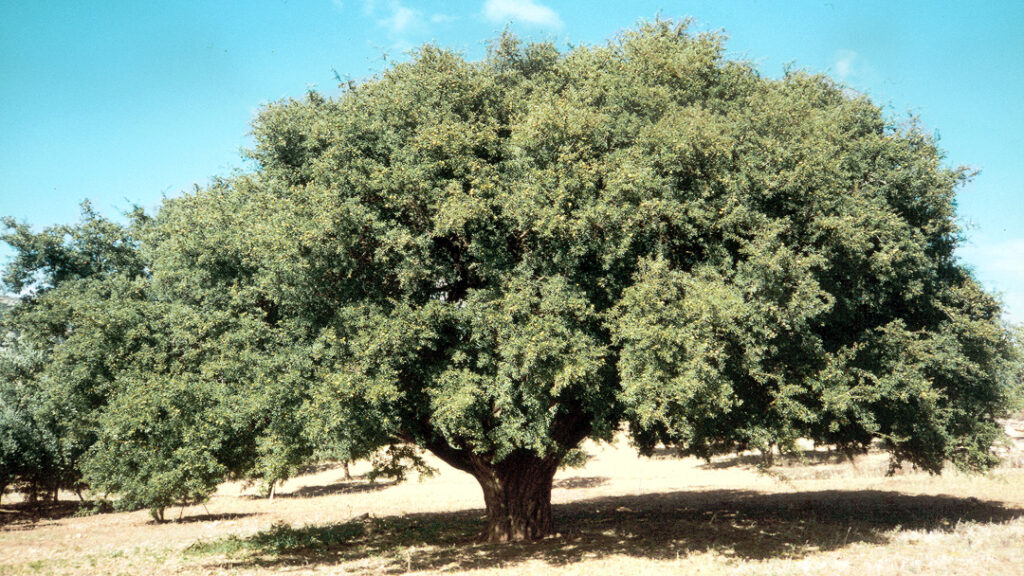 El punto de partida del aceite de argán, es el árbol de argán.